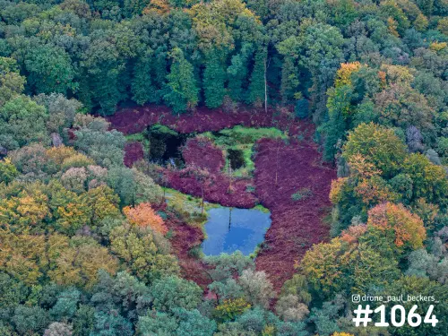 Luchtfoto van een ven op de Duivelsberg bij Nijmegen in de herfst, met paarsrode vegetatie omringd door bos in geel en groen