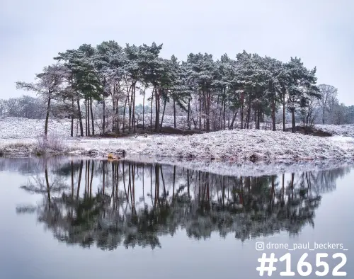 Besneeuwde dennen aan de oever van een ven in de Hatertse Vennen, met de bomen en witte heide weerspiegeld in stil water