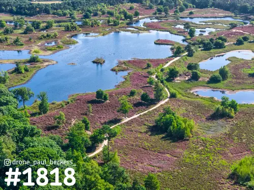 Luchtfoto van de Hatertse Vennen bij Nijmegen met bloeiende paarse heide, blauwe vennen en een zandpad tussen de bomen