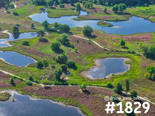 Luchtfoto van de Hatertse Vennen met bloeiende heide, kronkelende zandpaden en meerdere vennen tussen groene begroeiing