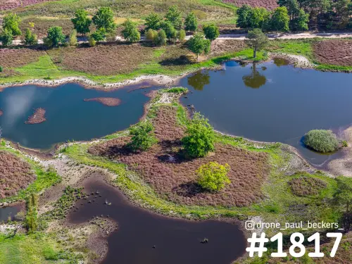Luchtfoto van de Hatertse Vennen bij Nijmegen met drie vennen, bloeiende heide en losse bomen die weerspiegelen in het water