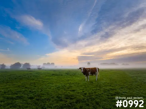 Roodbonte koe in een weiland in de Ooijpolder bij zonsopkomst, met laaghangende mist en een kleurrijke wolkenlucht erboven