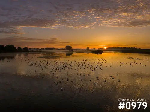 Luchtfoto van watervogels op een plas in de Ooijpolder bij zonsopkomst, met schapenwolken en een laaghangende zon aan de horizon